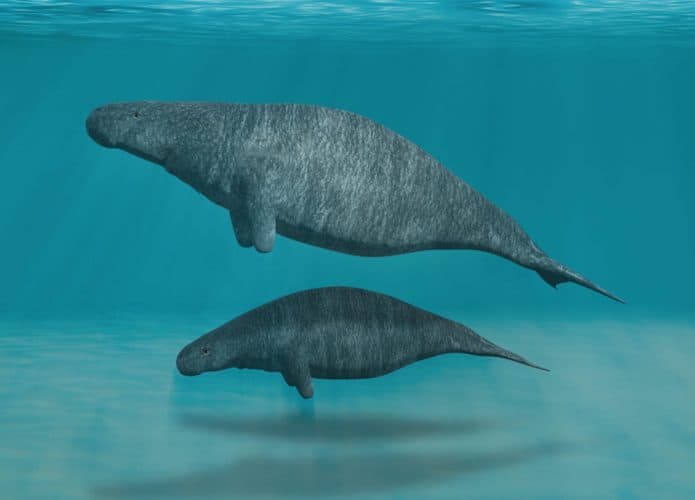 perucetus-695x500