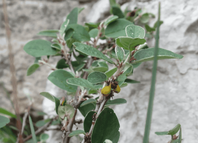 Uma das plantas mais raras do mundo foi reintroduzida na natureza em local secreto