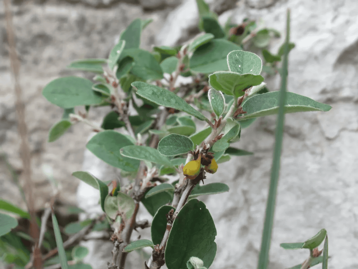 planta.png