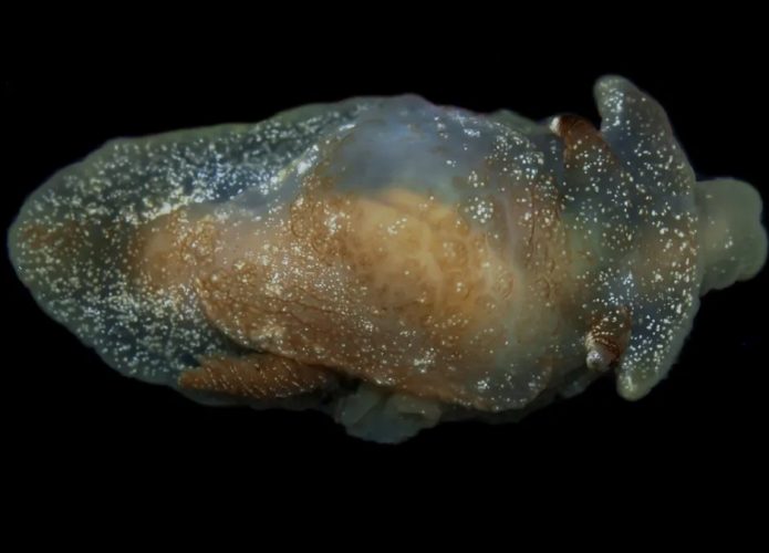 pleurobranchaea-britannica-top-down-l-695x500