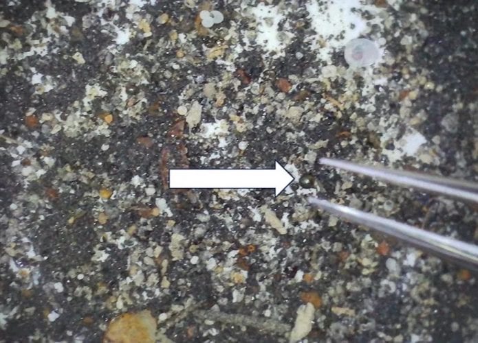 Essa bolinha é uma esférula que os pesquisadores acreditavam ter sido parte de um meteorito interestelar (Crédito: Avi Loeb/Projeto Galileo)