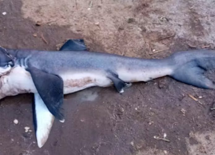 Tubarão-boca-grande encontrado nas aguas de Zanzibar (Crédito: Wildlife Conservation Society, Programa Marinho da Tanzânia.)