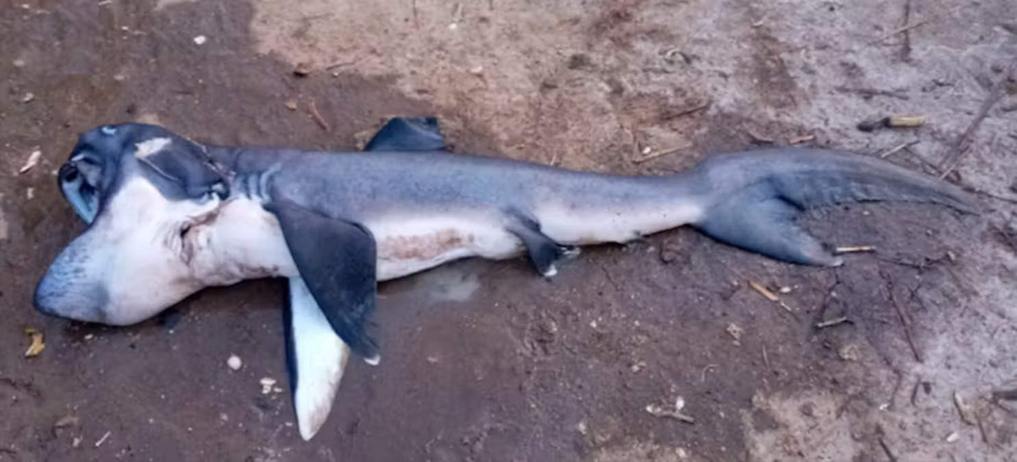 Tubarão-boca-grande encontrado nas aguas de Zanzibar (Crédito: Wildlife Conservation Society, Programa Marinho da Tanzânia.)