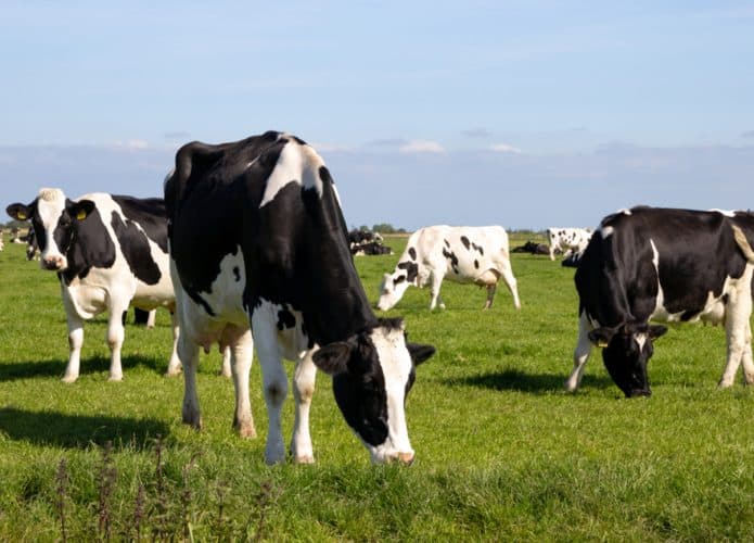 vacas-1-695x500