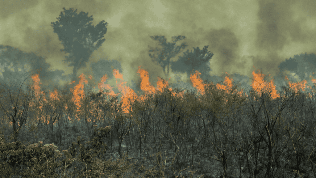 Queimada na Amazônia