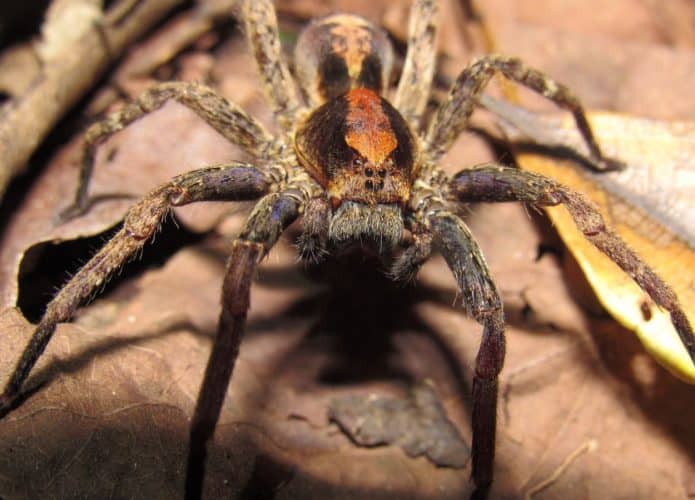 Veneno de aranha pode ser aliado no tratamento do câncer de mama