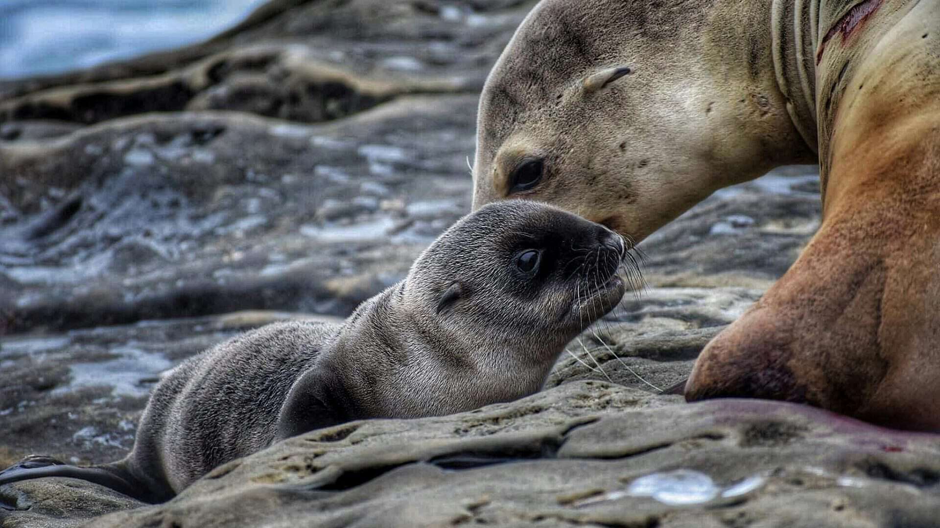 biogenese-pexels-1920x1080