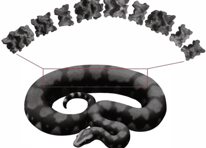 cobra-gigante-1-695x500.png