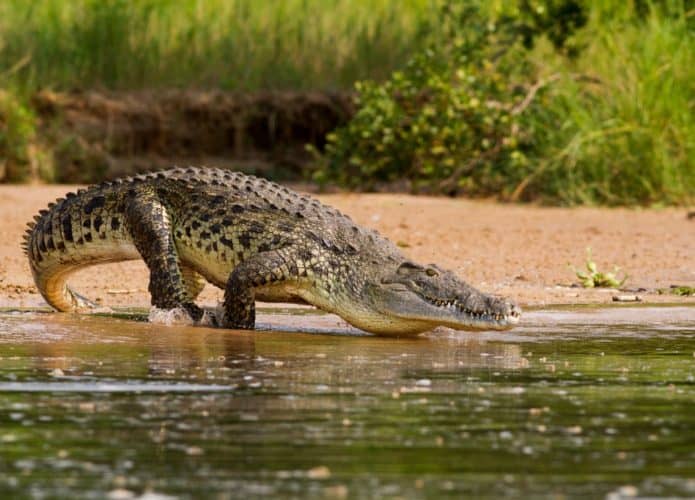 crocodilo-695x500