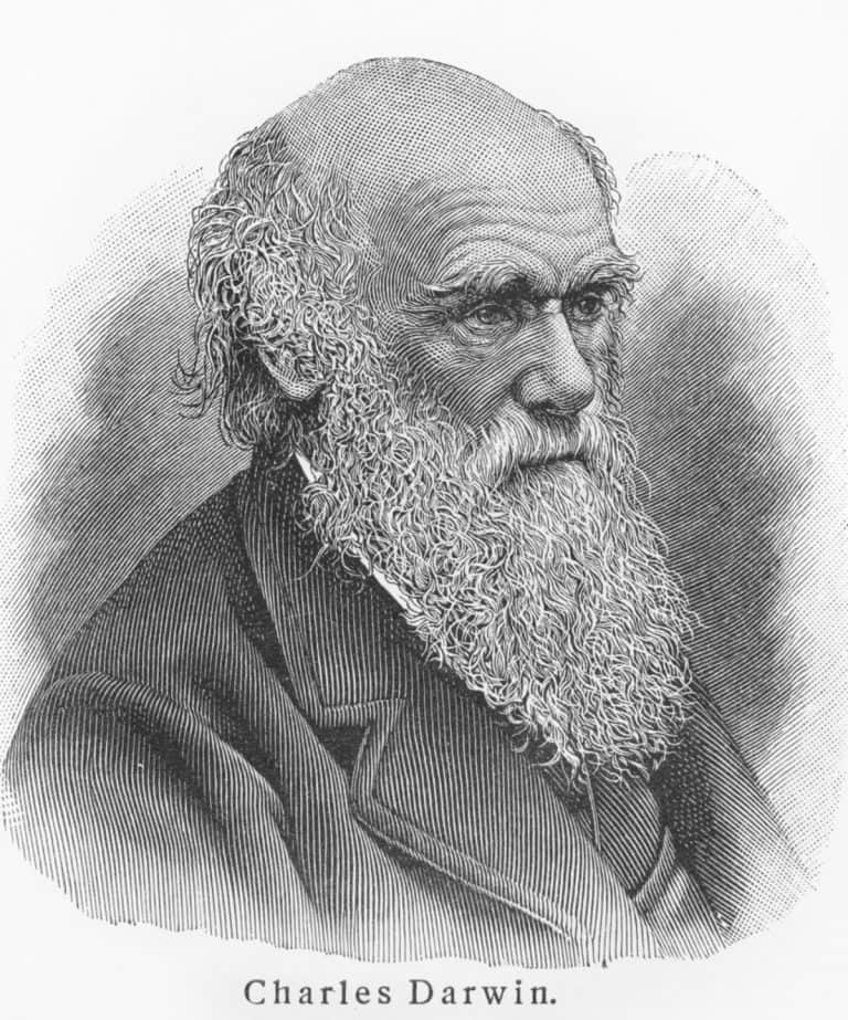 IA resolve mistério da teoria da evolução que intrigou Darwin