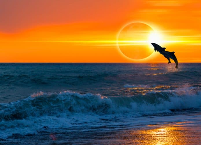 eclipse-animais-1-695x500