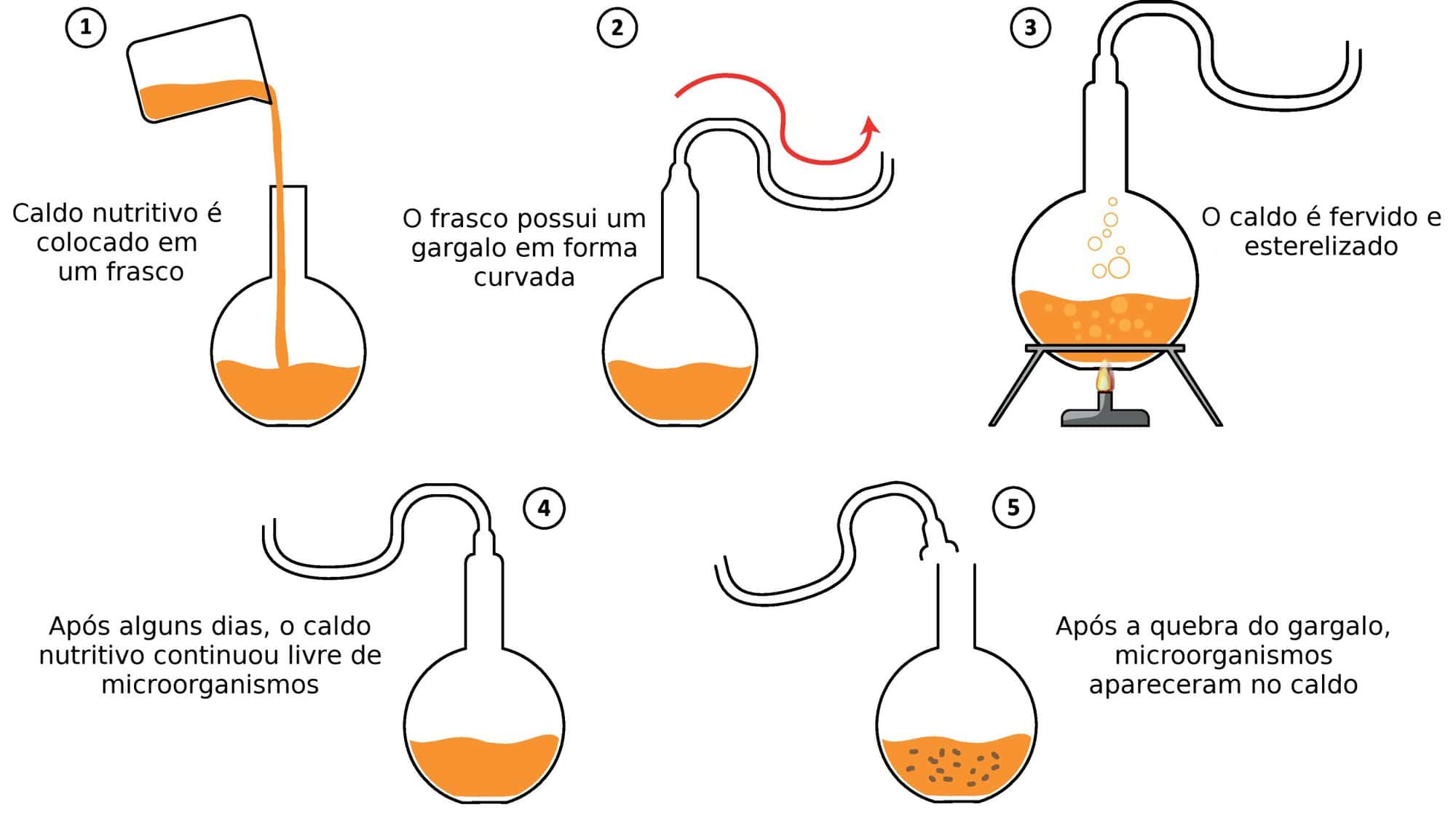 Experimento de Pasteur: o que foi e resultado?