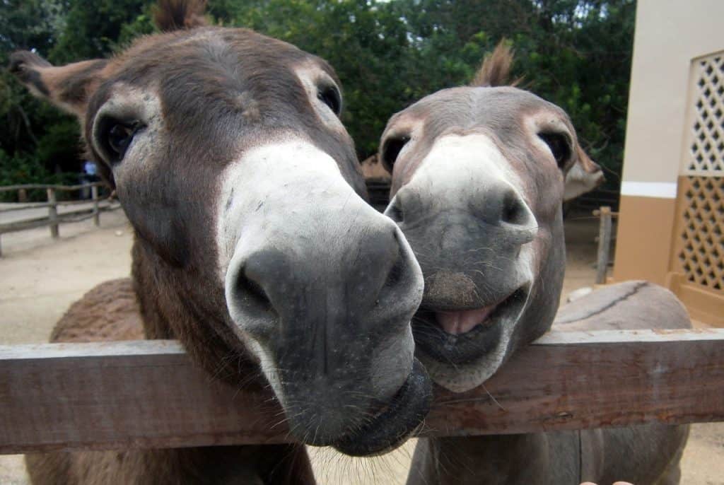 Burros sorrindo