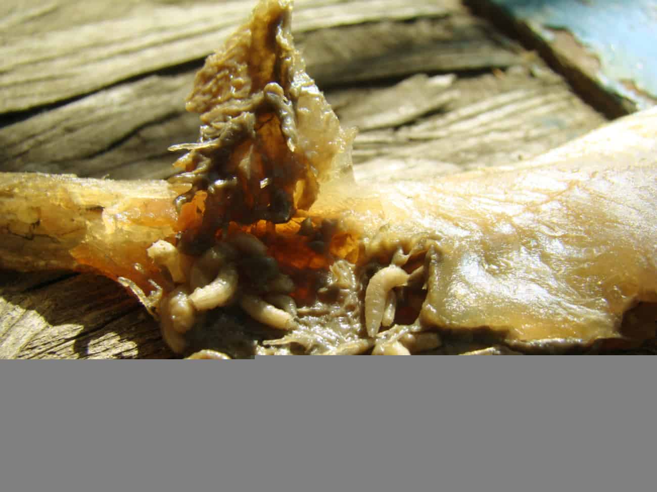 larva-parasita-1