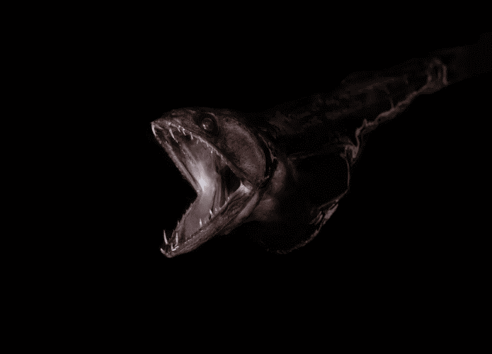 peixe-estranho-695x500.png