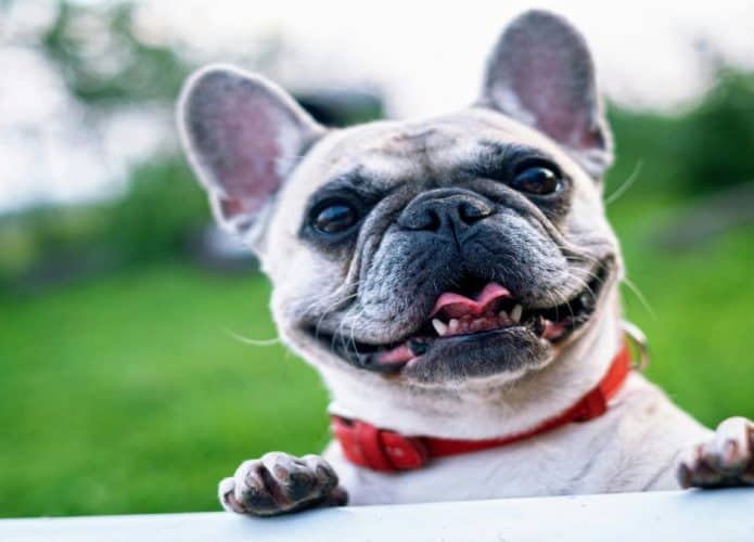 Cachorro de porte pequeno em campo verde