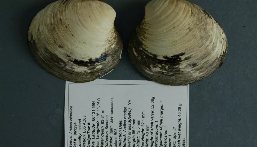 O molusco mais antigo do mundo possuia mais de 500 anos (Crédito: Universidade de Bangor)
