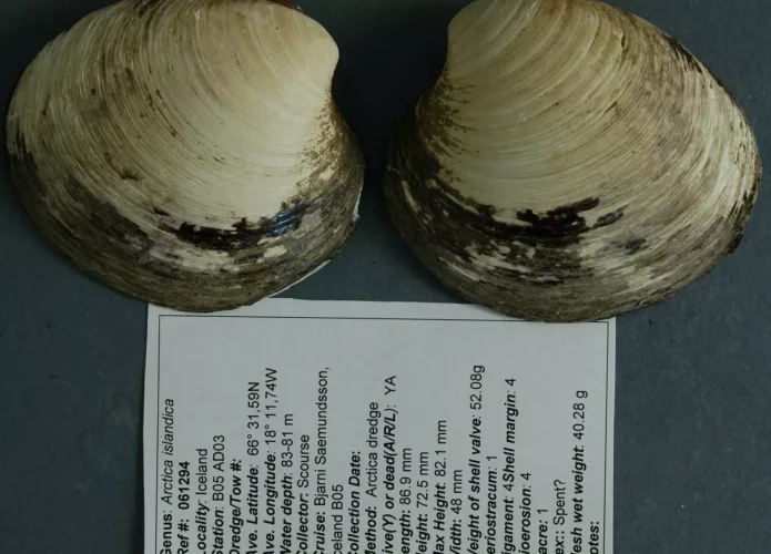 O molusco mais antigo do mundo possuia mais de 500 anos (Crédito: Universidade de Bangor)