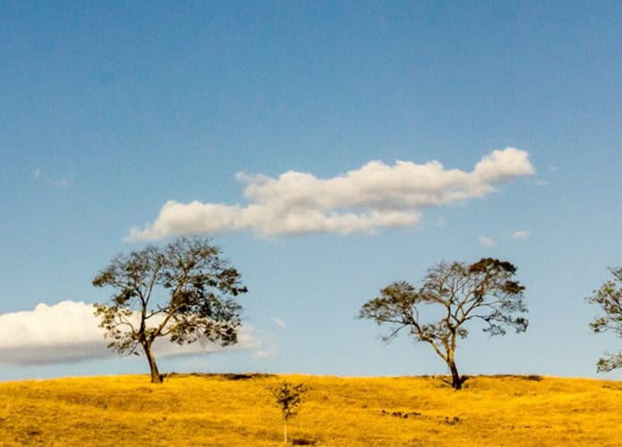 Paisagem do cerrado no Brasil