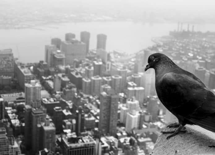 Gripe aviária é detectada em aves de Nova York