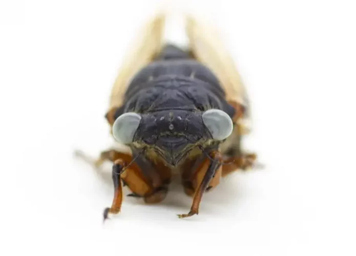 Rara cigarra mutante de olhos azuis é encontrada