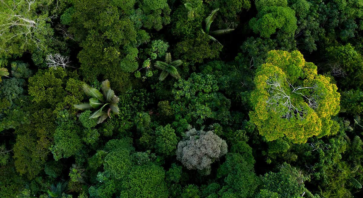desmatamento-amazonia