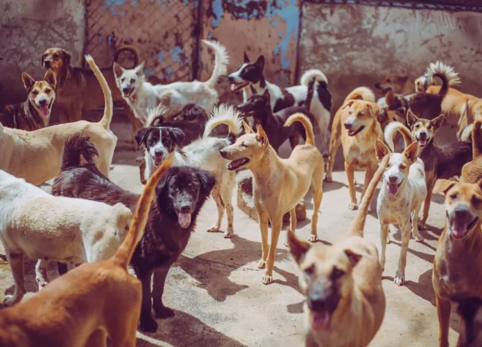 Os cachorros chegaram na América há 15 mil anos (Crédito: Zania Studio/shutterstock)