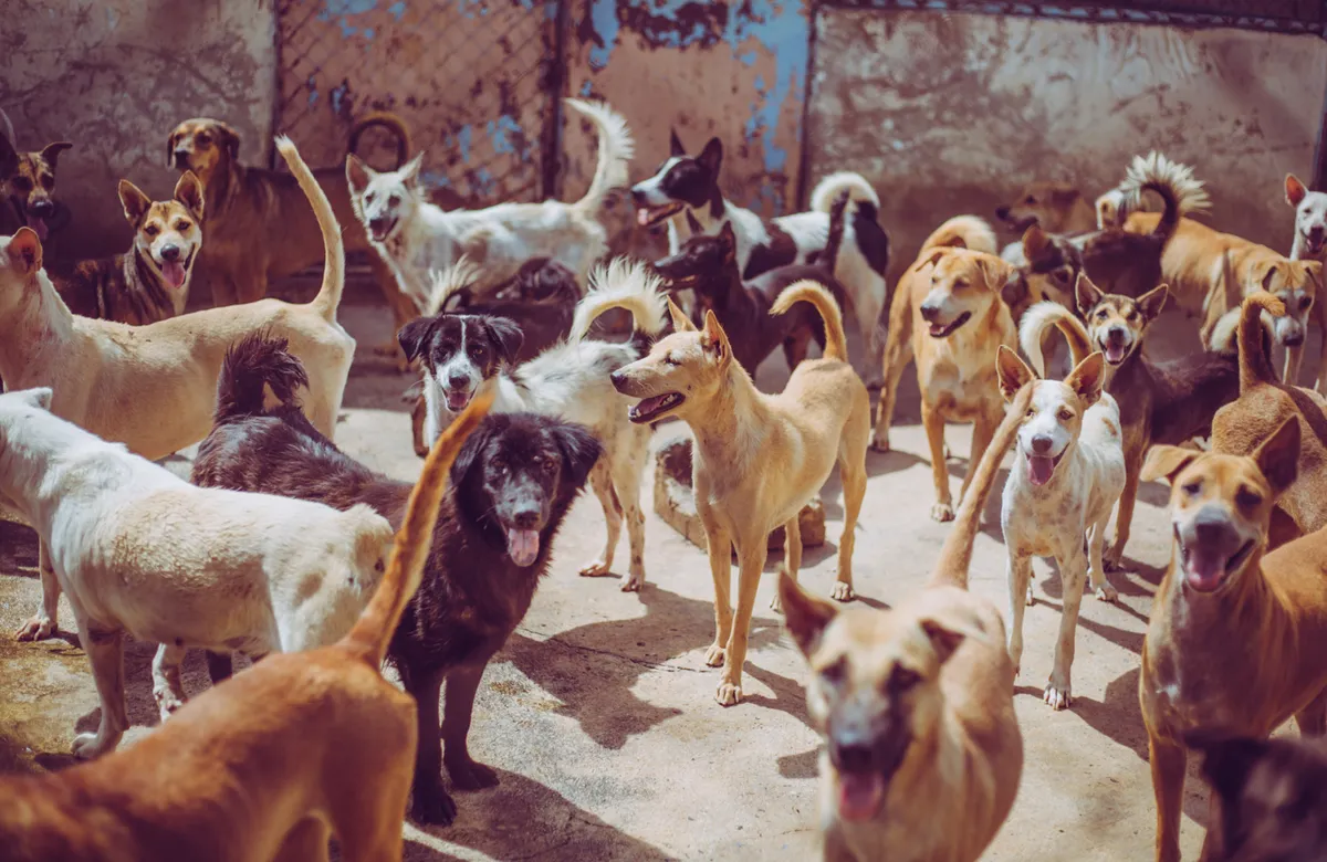 Os cachorros chegaram na América há 15 mil anos (Crédito: Zania Studio/shutterstock)