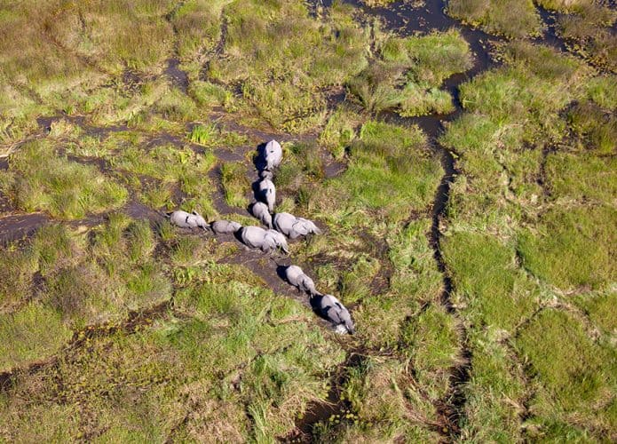 Como a NASA ajuda a proteger a vida selvagem na Terra