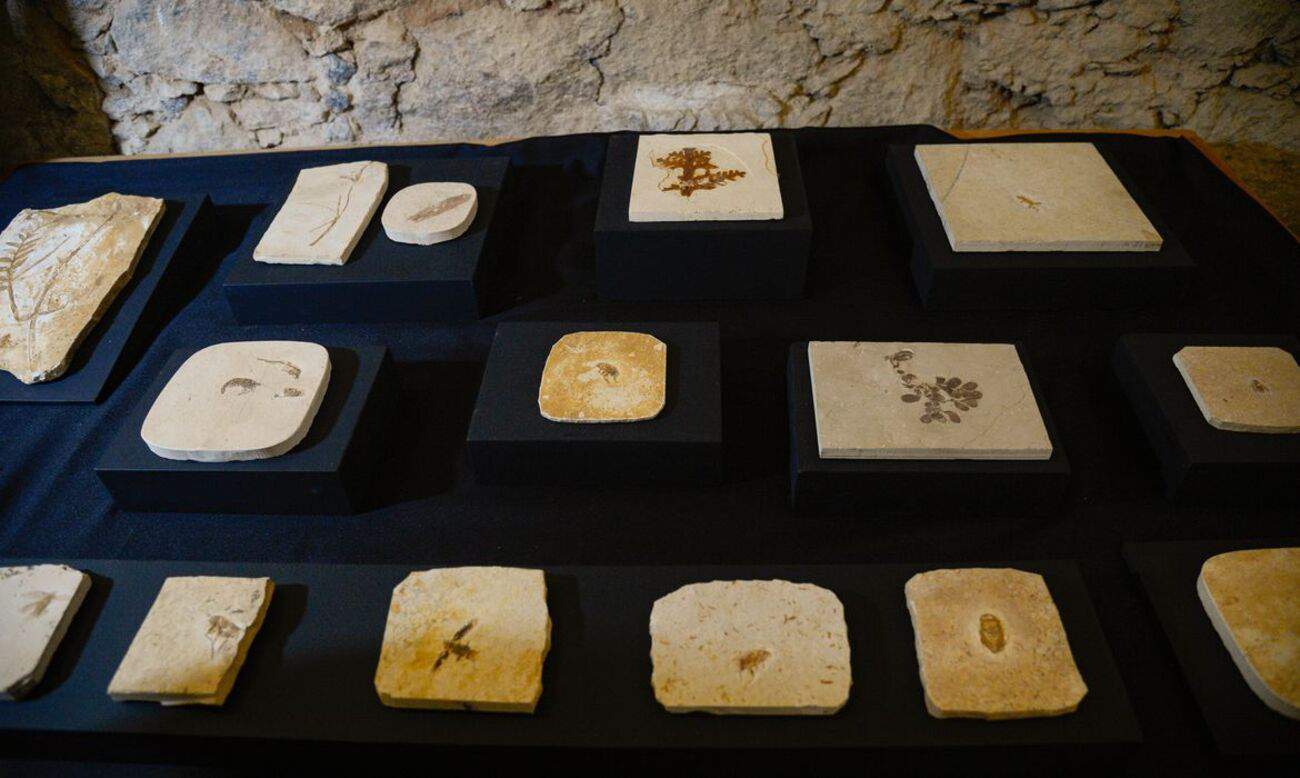 fossil-1