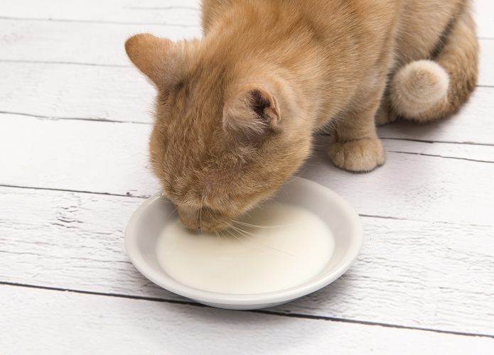 Surto de gripe aviária causa morte de gatos no Texas