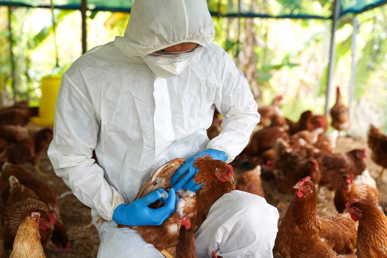 Gripe aviária: cepa aumenta risco de transmissão entre humanos