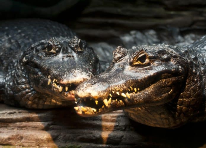 Grande predador da Amazônia caça de tudo (até humanos)