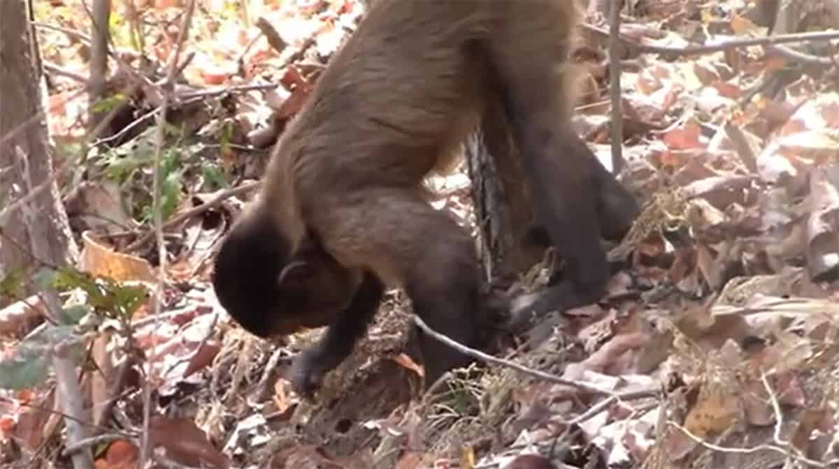 macaco-prego-ferramenta