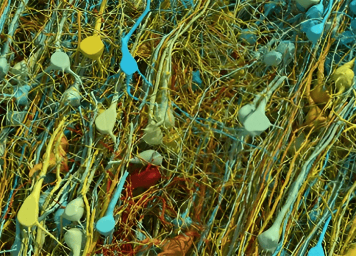 mm-de-cerebro-humano-695x500.png