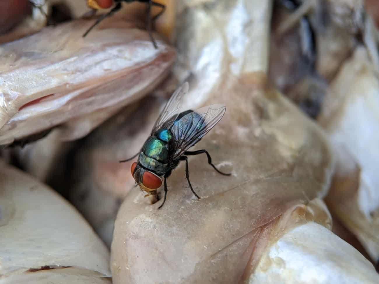mosca-1