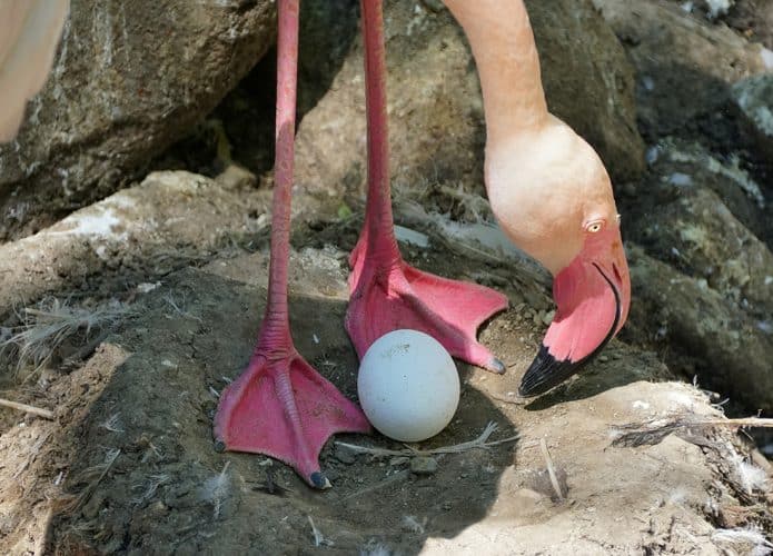 Fêmea de flamingo rejeitada põe primeiro ovo aos 70 anos