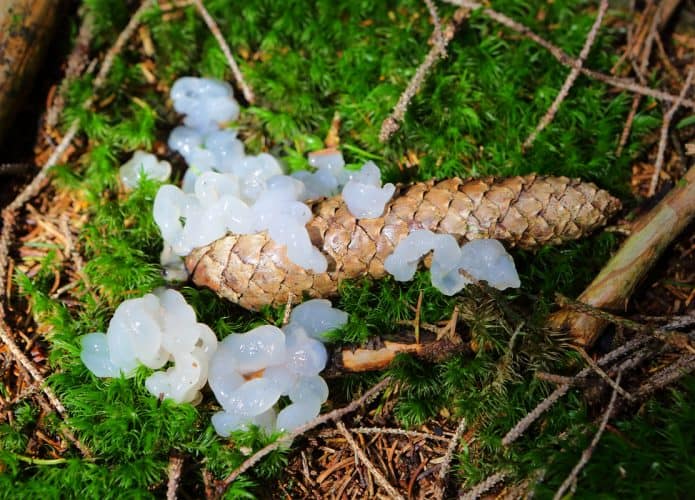 Geleia estelar são restos de asteroides?