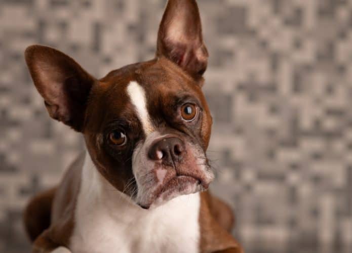 Olhos de cachorrinho