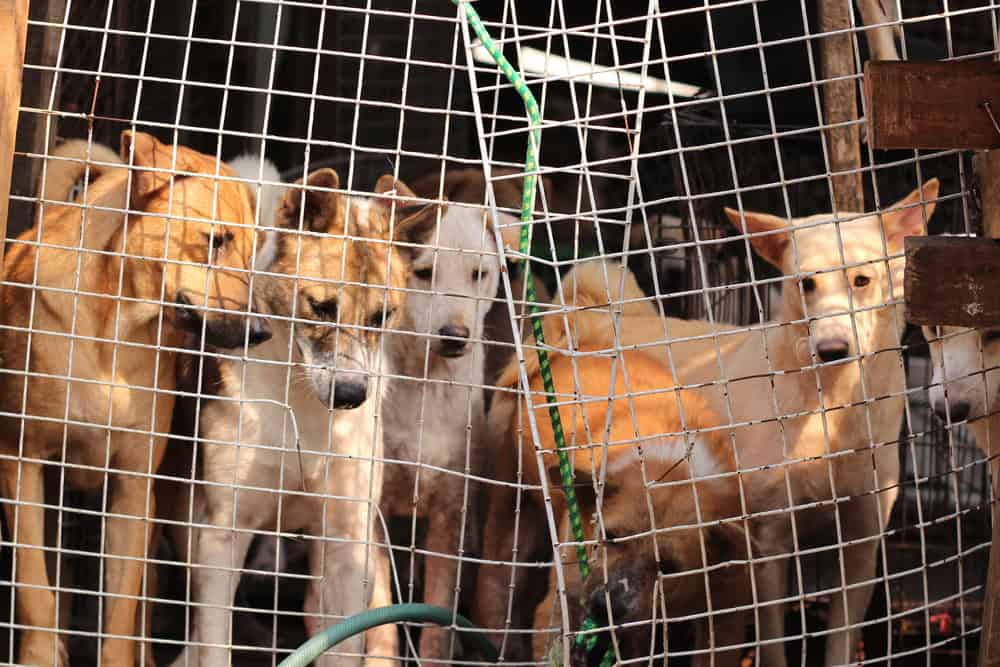 Consumir carne de cães nas sociedades ocidentais não é bem visto, no entanto, em momentos de crise eles ja serviram de alimento (Crédito: parkphoom/ shutterstock)