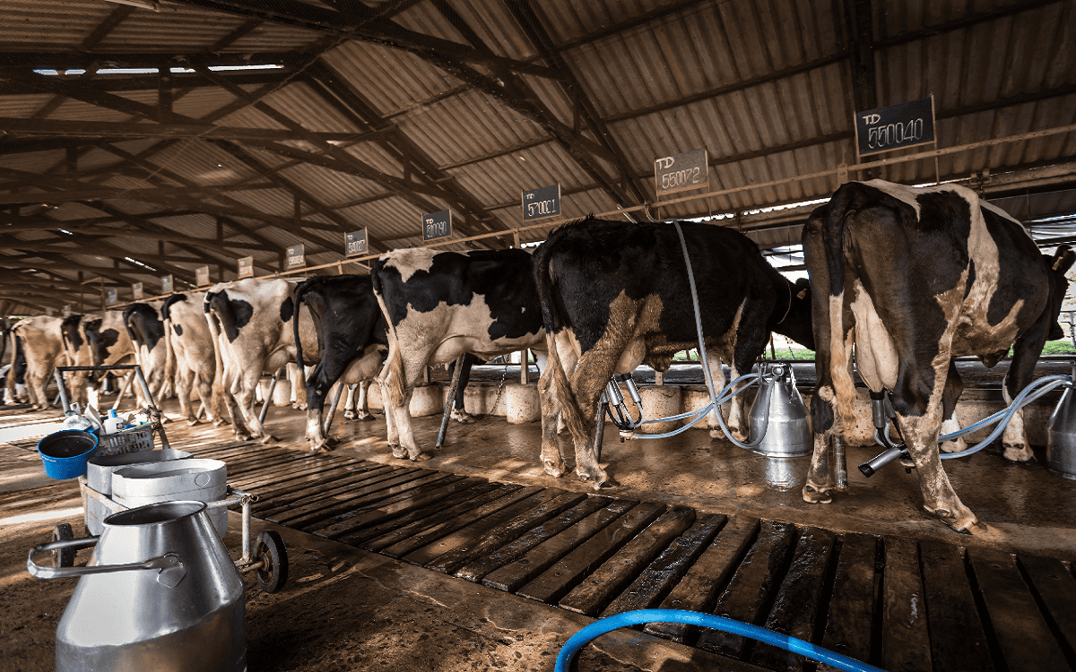 vacas.png