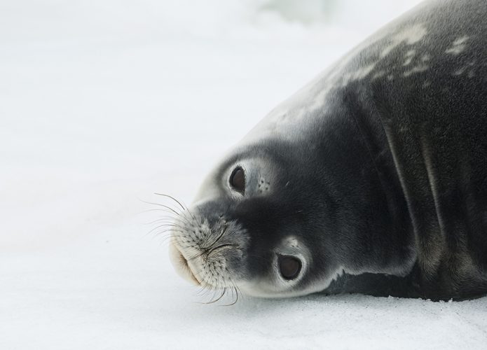 Buraco na camada de ozônio coloca vida selvagem antártica em risco