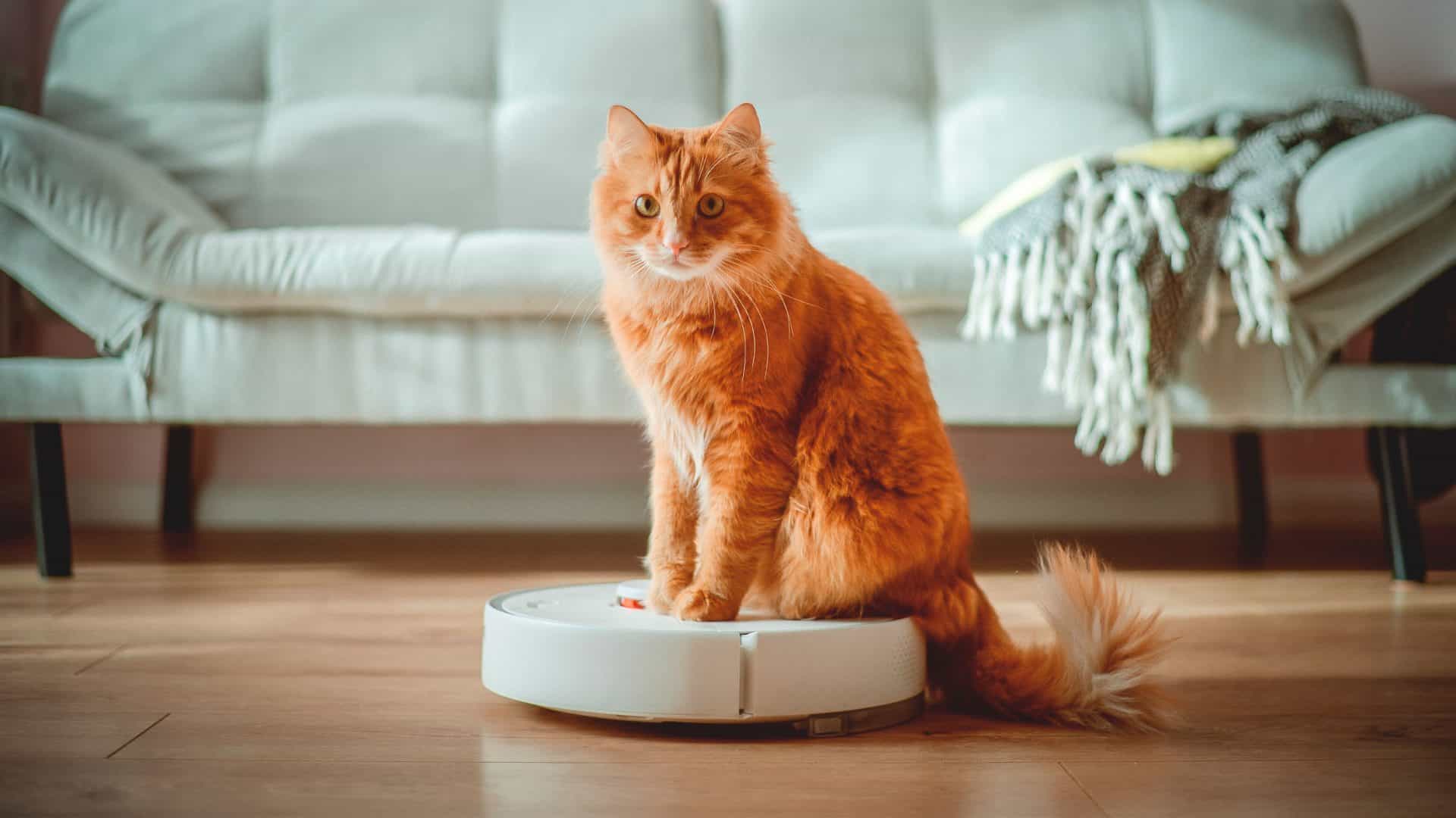 Gato em cima de aspirador robô