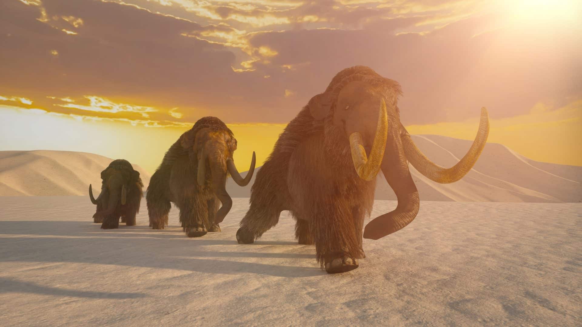 Mamutes-1-1920x1080