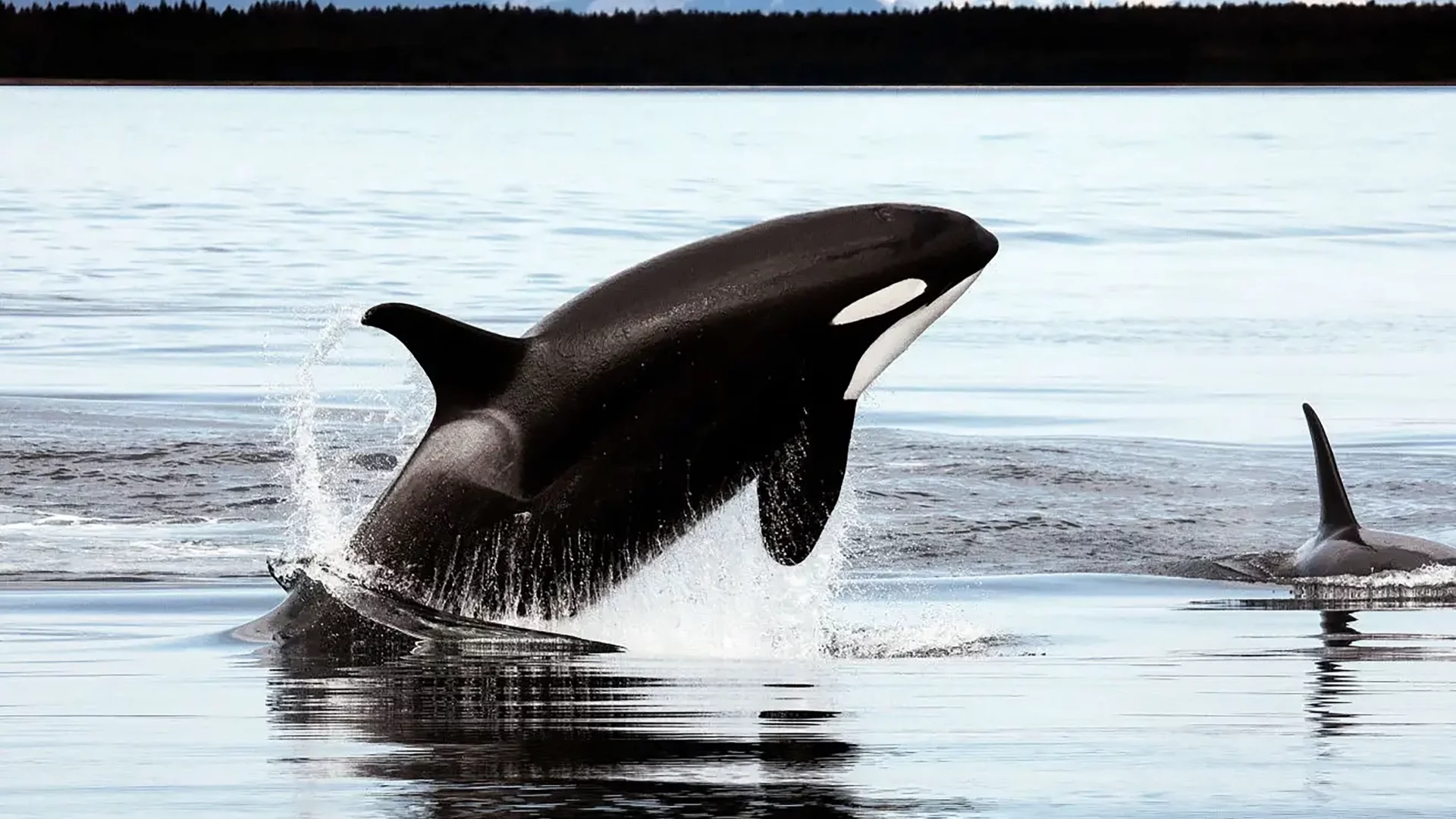 born-free-1920x1080.webp