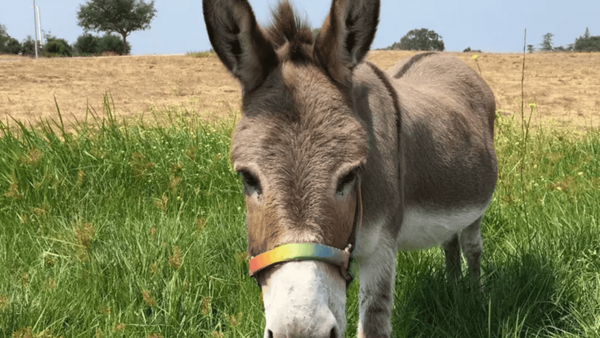 burro-1-1920x1080.png