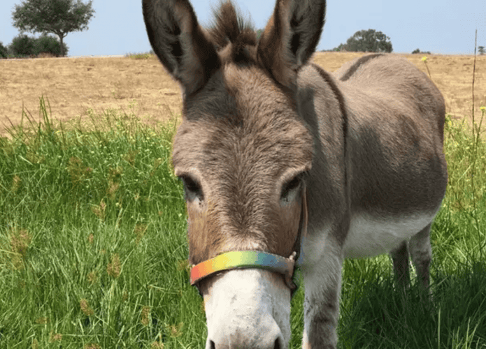 burro-1-695x500.png