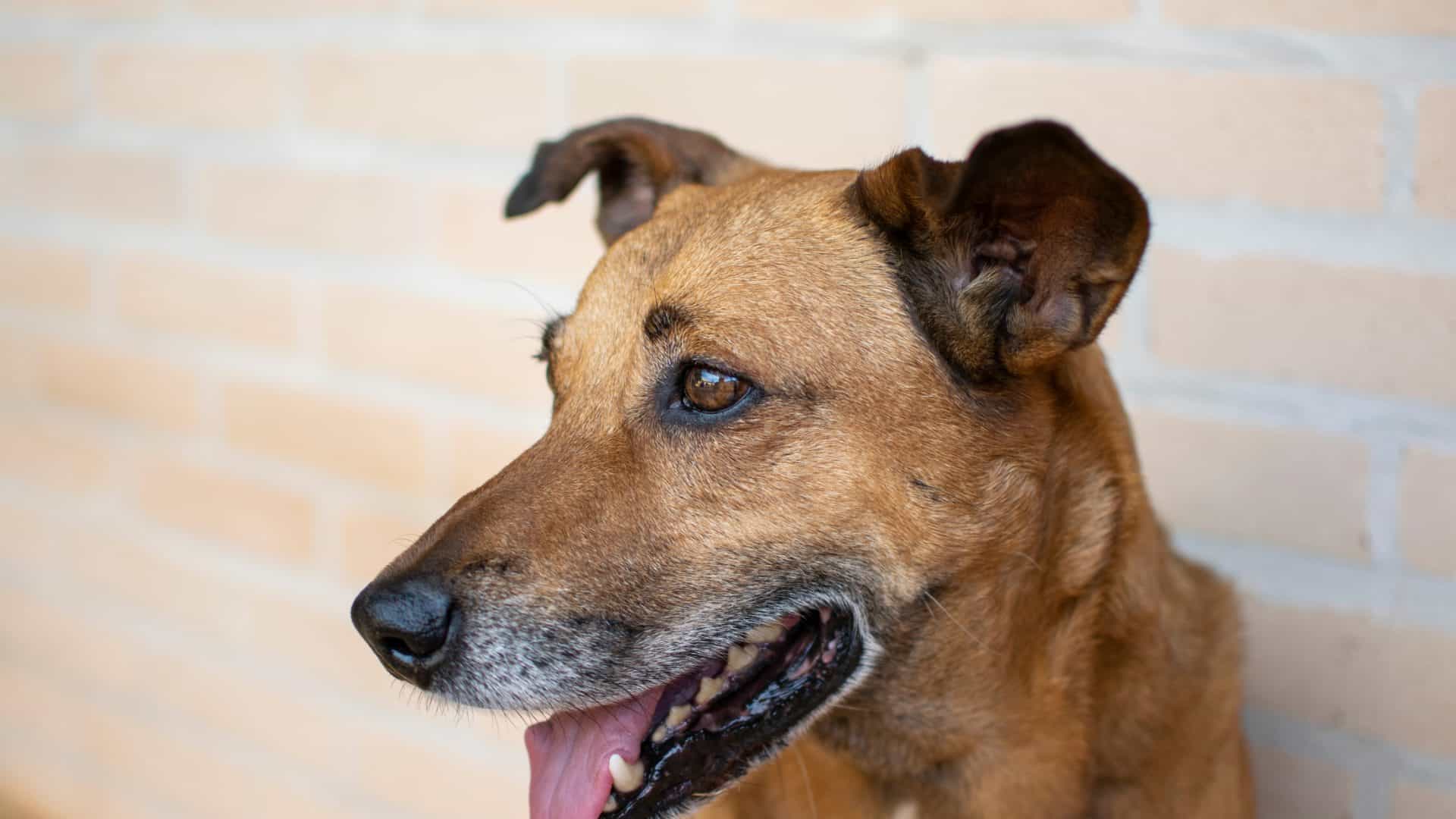 cachorro-caramelo-1-1920x1080