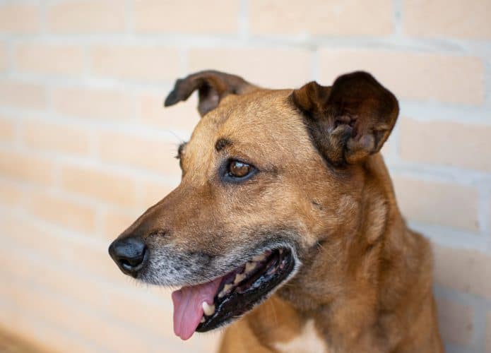 Cachorros também têm doenças mentais; confira as mais comuns e como identificar