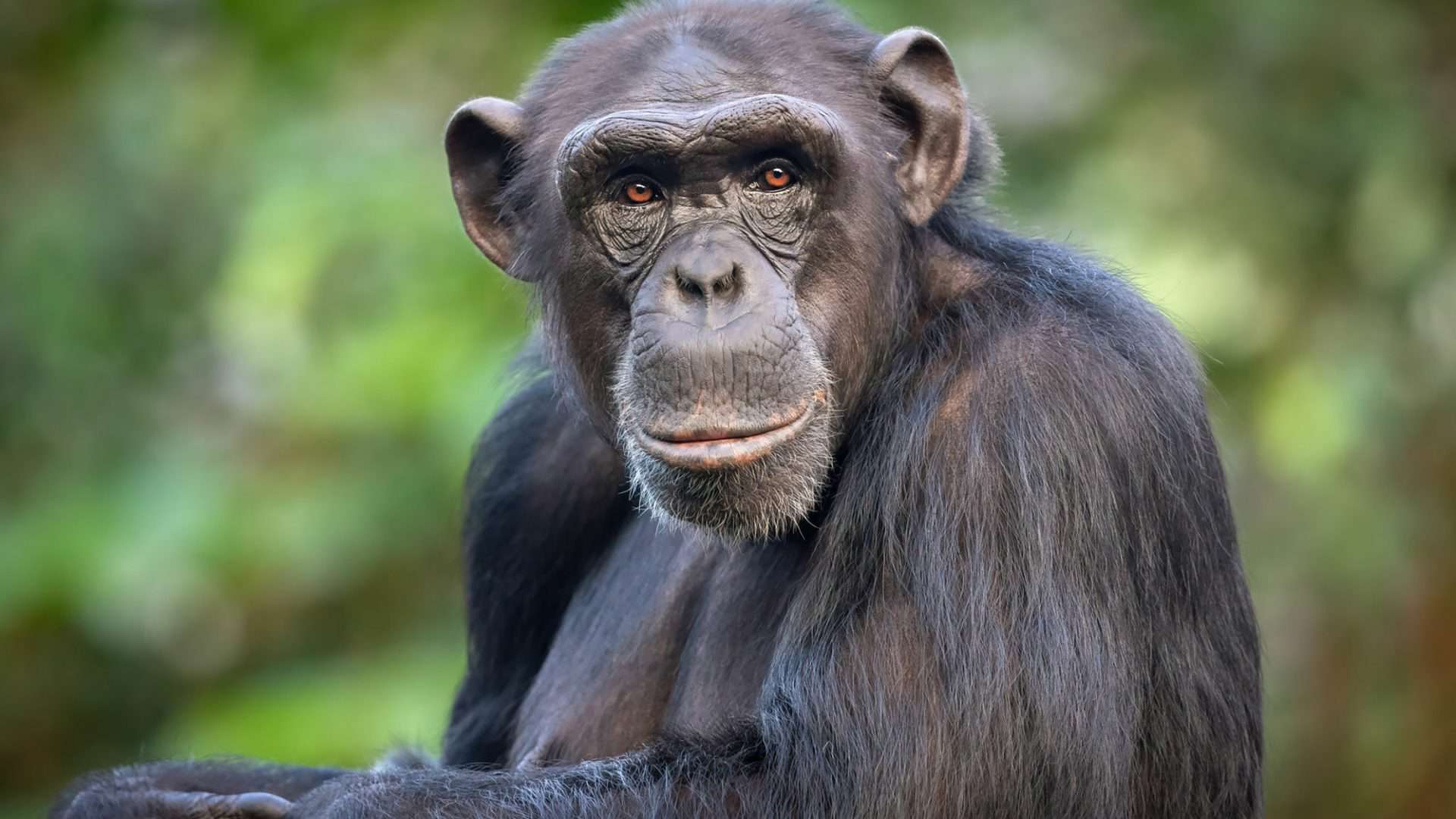 chimpanze-1-1920x1080